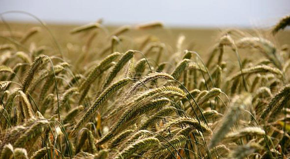 danube guides croatia nature wheat